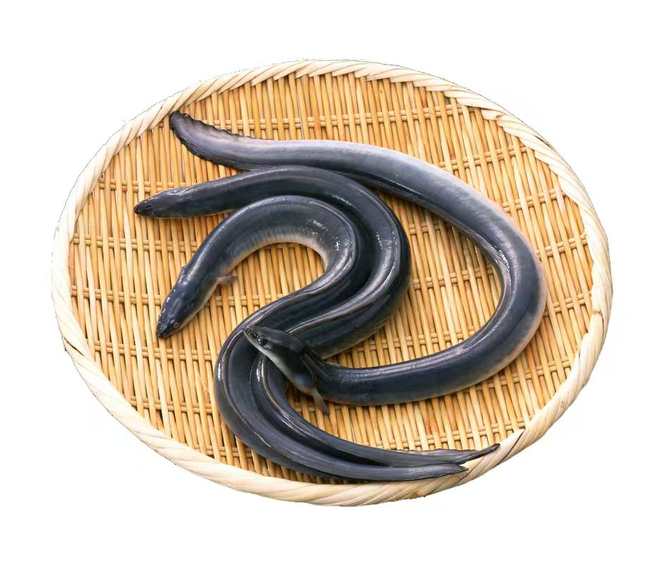 FROZEN  EEL